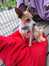 Mama Peaches - Photo 2