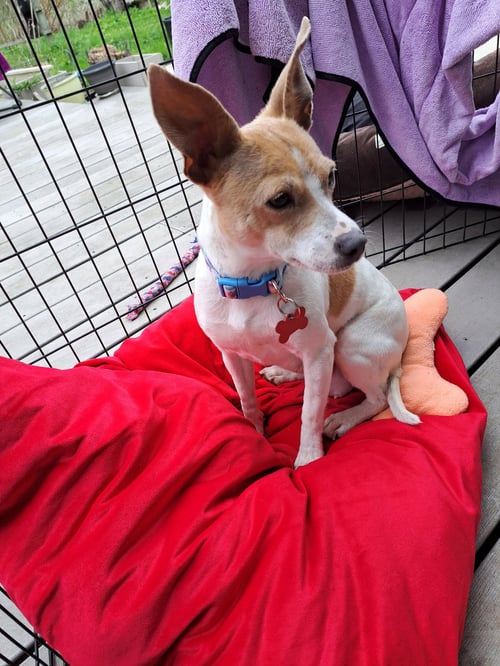 MAMA PEACHES - Chihuahua available for adoption