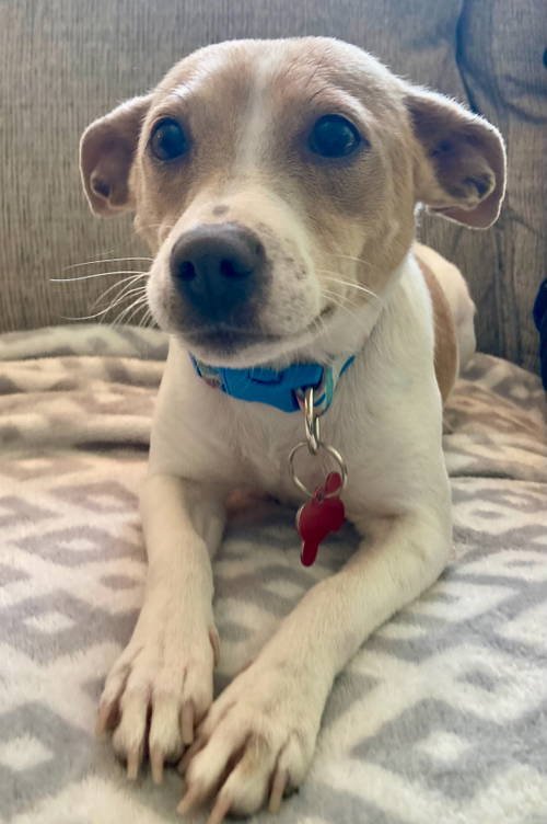 MAMA PEACHES - Chihuahua available for adoption