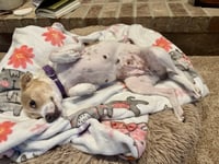 Mama Peaches - Photo 3