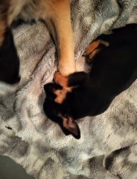 Cricket - ADOPTION IN PROCESS - Photo 4