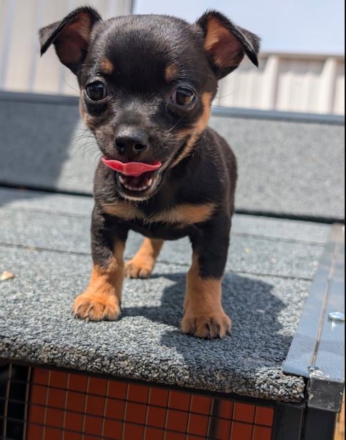 CRICKET - ADOPTION IN PROCESS - Chihuahua available for adoption