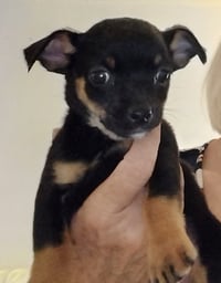 Cricket - ADOPTION IN PROCESS - Photo 3