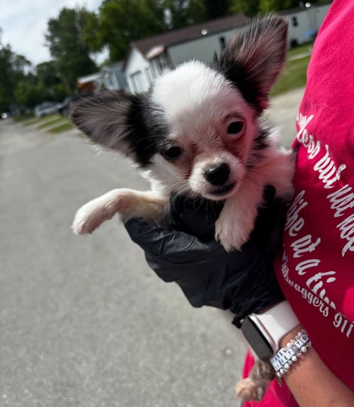 GEMMA - ADOPTION PENDING - Chihuahua / Pomeranian available for adoption