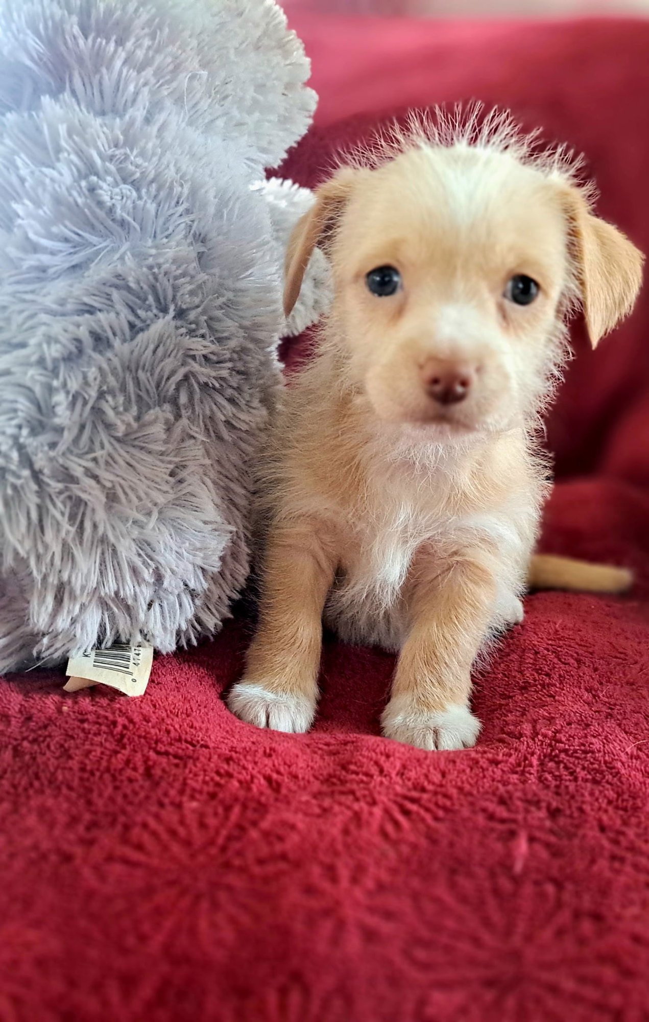 GINGER - ADOPTION IN PROCESS - Terrier / Yorkshire Terrier Yorkie available for adoption