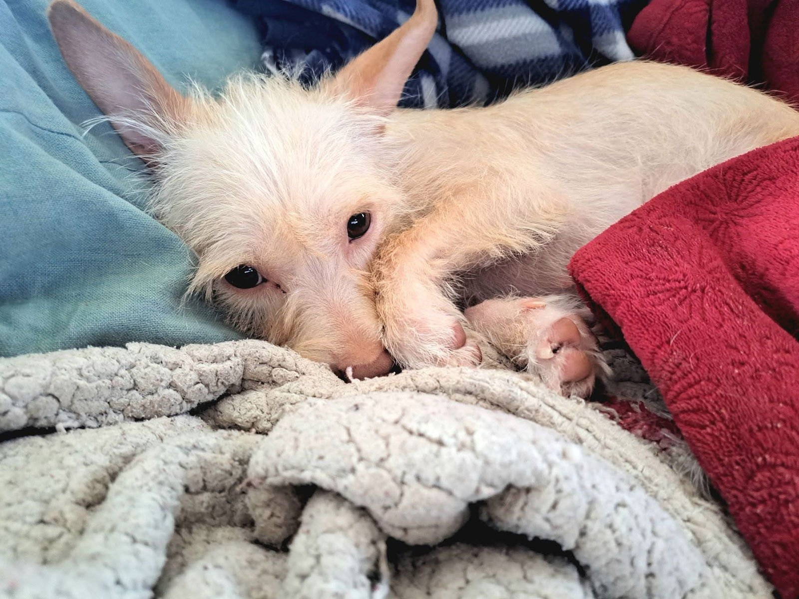 SUGAR - ADOPTION IN PROCESS - Terrier / Yorkshire Terrier Yorkie available for adoption