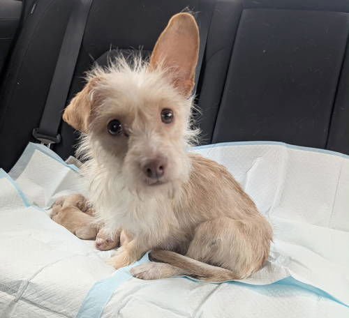 SUGAR - ADOPTION IN PROCESS - Terrier / Yorkshire Terrier Yorkie available for adoption