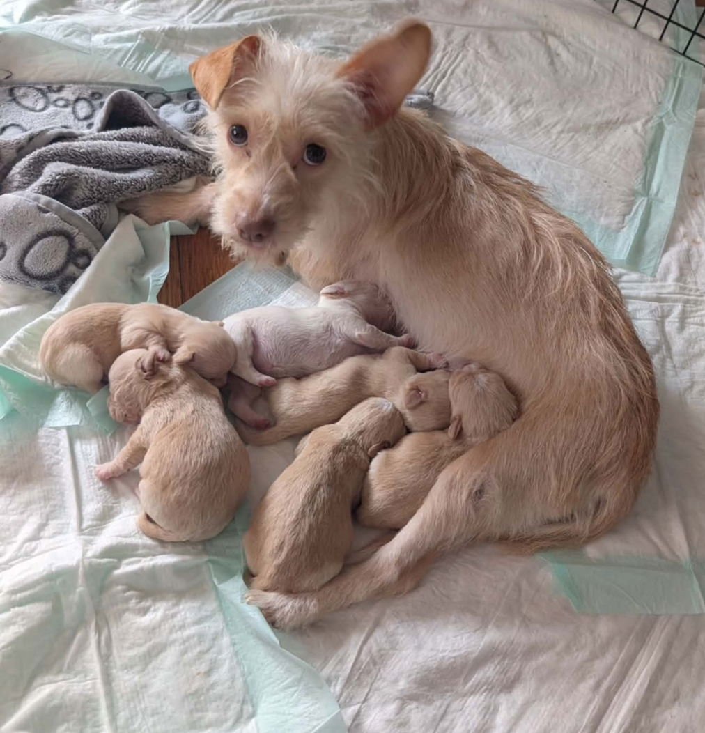 Sugar - ADOPTION IN PROCESS - Photo 3