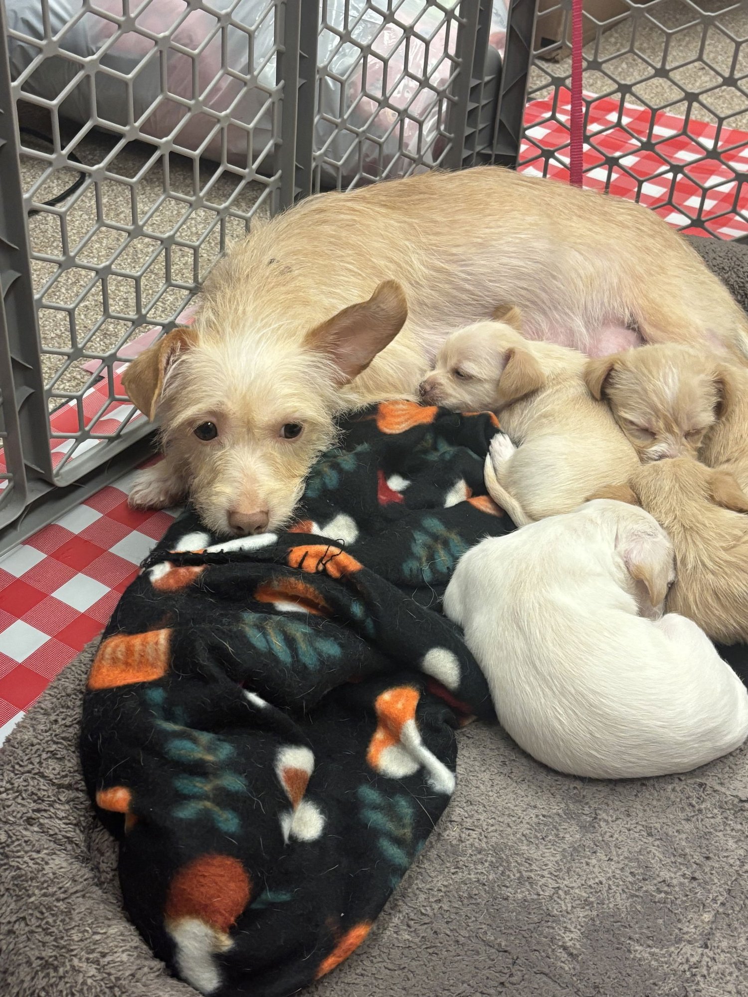 Sugar - ADOPTION IN PROCESS - Photo 4