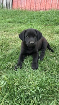 Liam - ADOPTION IN PROCESS - Photo 1