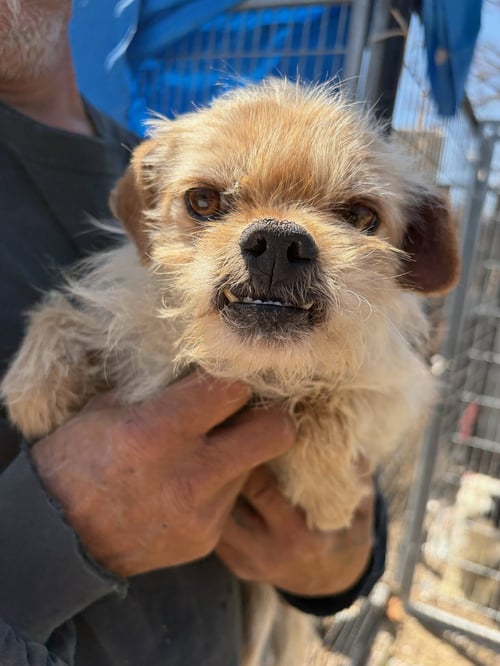 SPONSOR ME - HARRY WINSTON - Yorkshire Terrier Yorkie / Poodle (Miniature) available for adoption