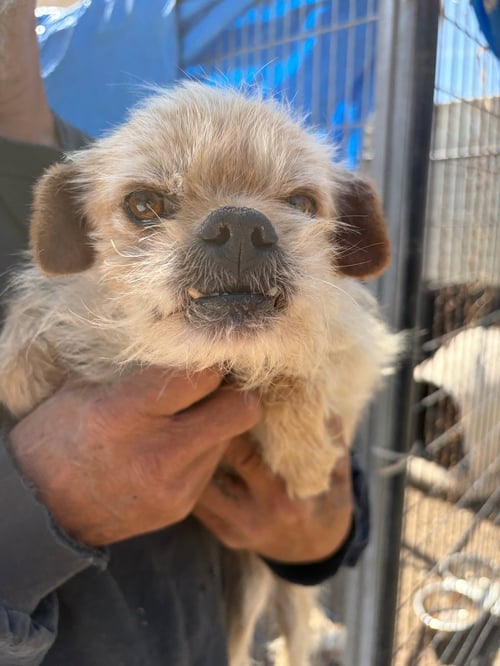 SPONSOR ME - HARRY WINSTON - Yorkshire Terrier Yorkie / Poodle (Miniature) available for adoption