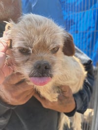 SPONSOR ME - Harry Winston - Photo 3