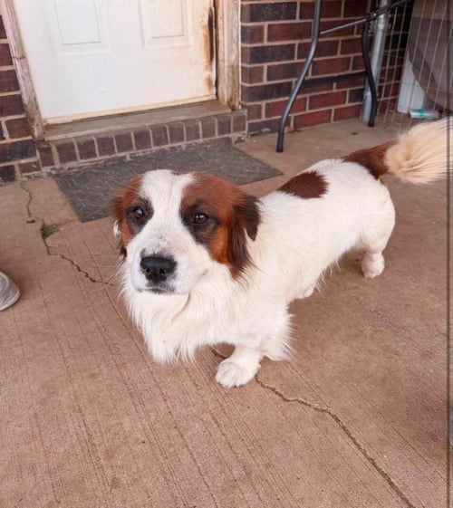 GATOR - ADOPTION IN PROCESS - Corgi / Spaniel available for adoption