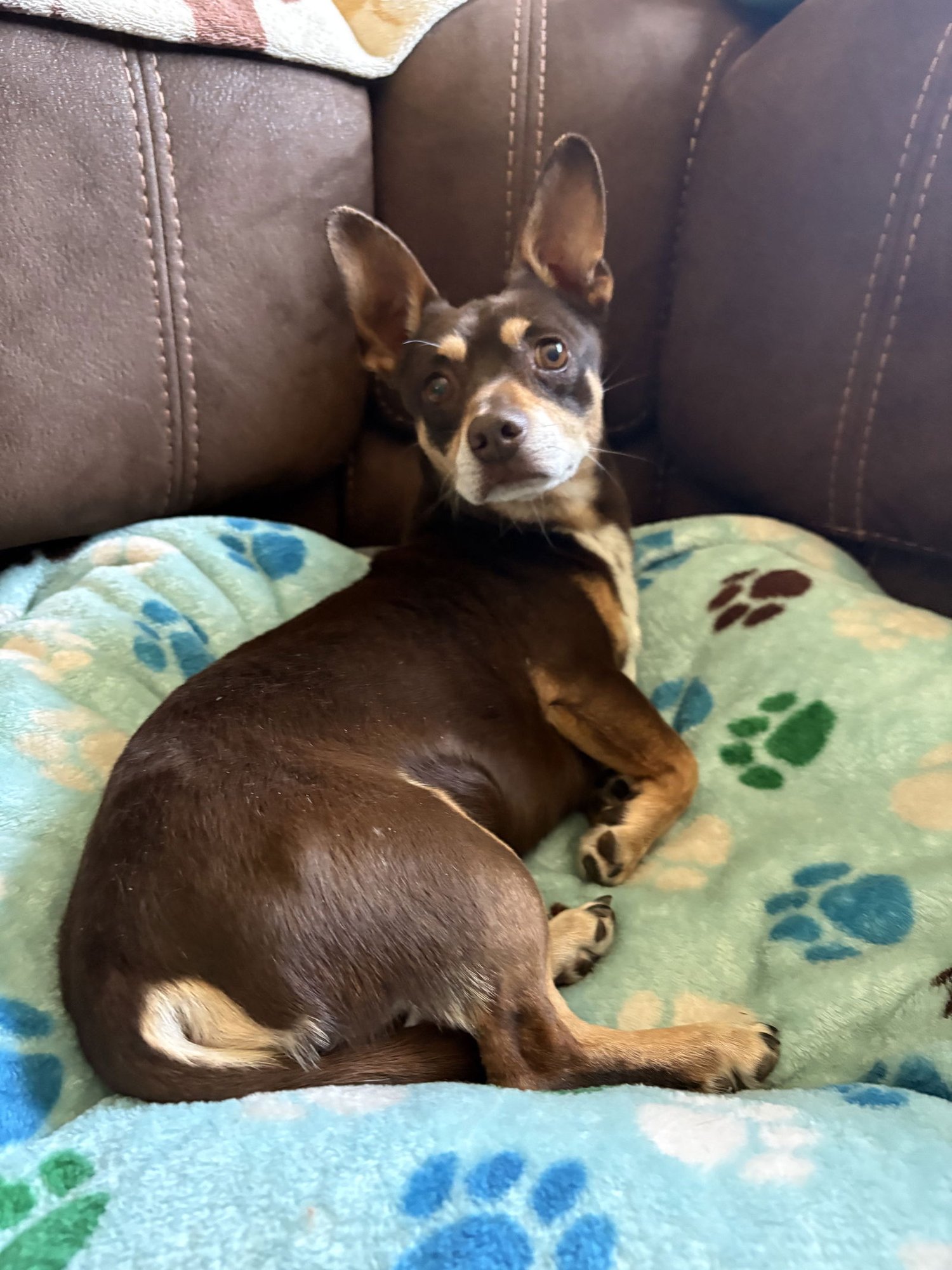 GOLPHER - Chihuahua / Dachshund available for adoption