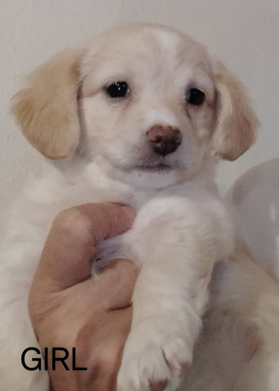 SPONSOR OR FOSTER ME - Remy Image