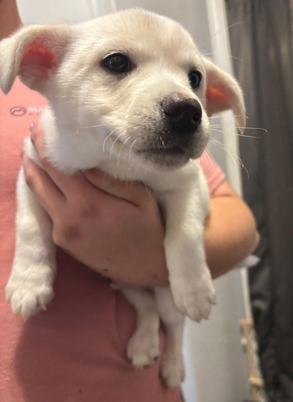 MASON - ADOPTION IN PROCESS - Australian Cattle Dog/Blue Heeler / Chihuahua available for adoption