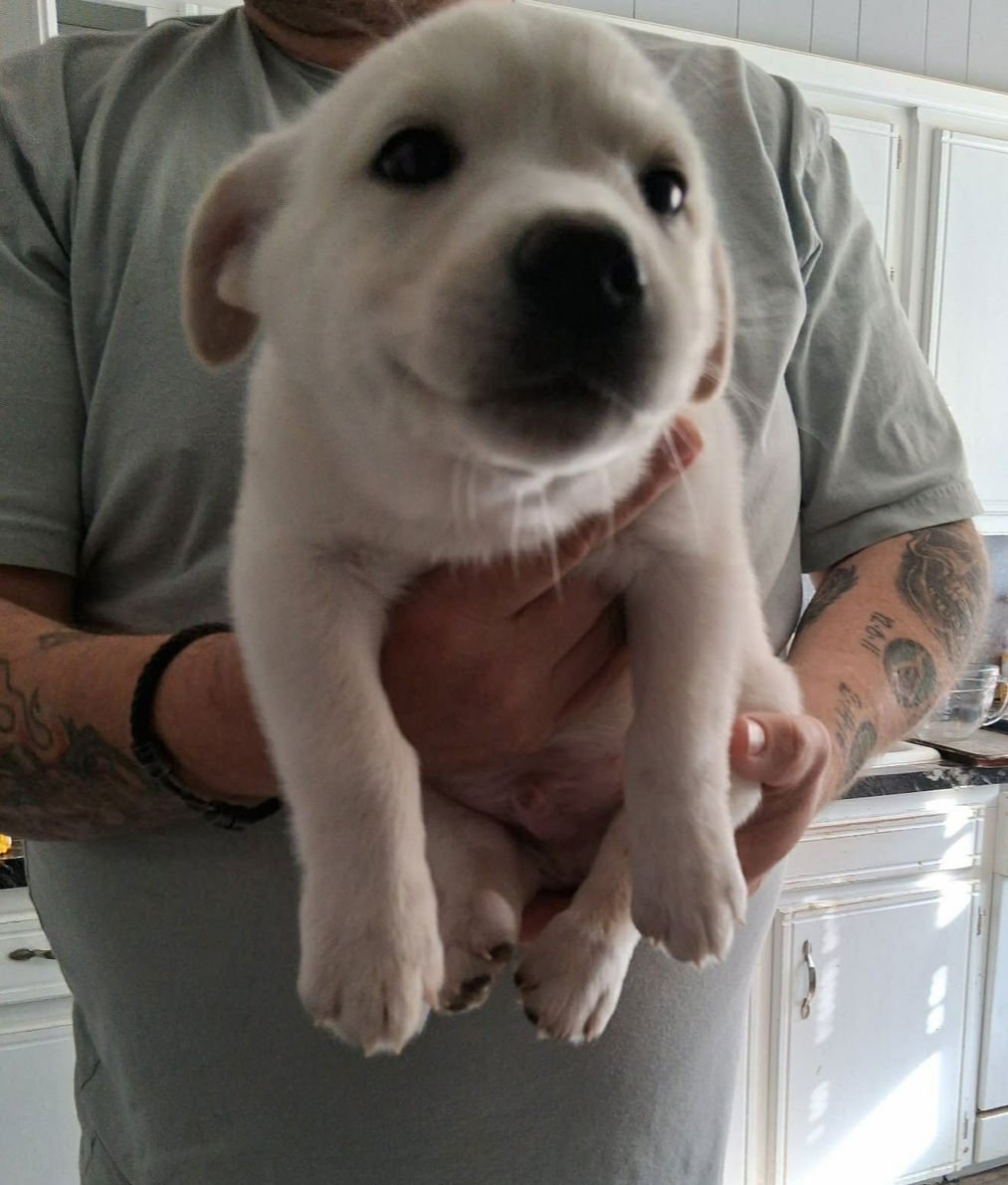 MASON - ADOPTION IN PROCESS - Australian Cattle Dog/Blue Heeler / Chihuahua available for adoption