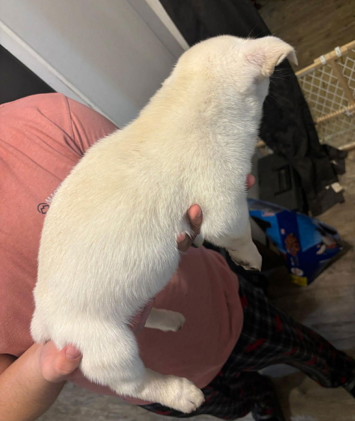 Mason - ADOPTION IN PROCESS - Photo 3