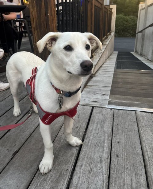 MICKEY - ADOPTION IN PROCESS - Australian Cattle Dog/Blue Heeler / Chihuahua available for adoption