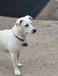 Mickey - ADOPTION IN PROCESS - Photo 4