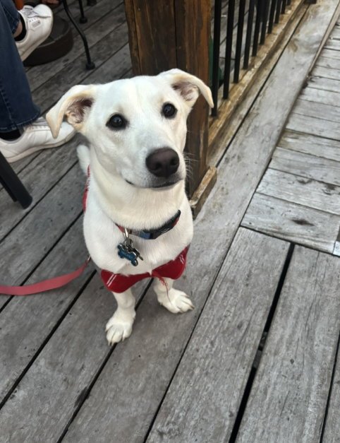 MICKEY - ADOPTION IN PROCESS - Australian Cattle Dog/Blue Heeler / Chihuahua available for adoption