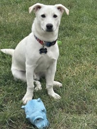 Mickey - ADOPTION IN PROCESS - Photo 3
