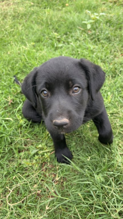 Lexi - ADOPTION IN PROCESS Image