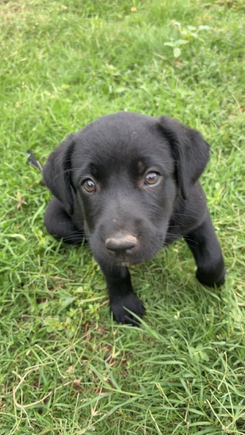 LEXI - ADOPTION IN PROCESS - Labrador Retriever for adoption in Milwaukee