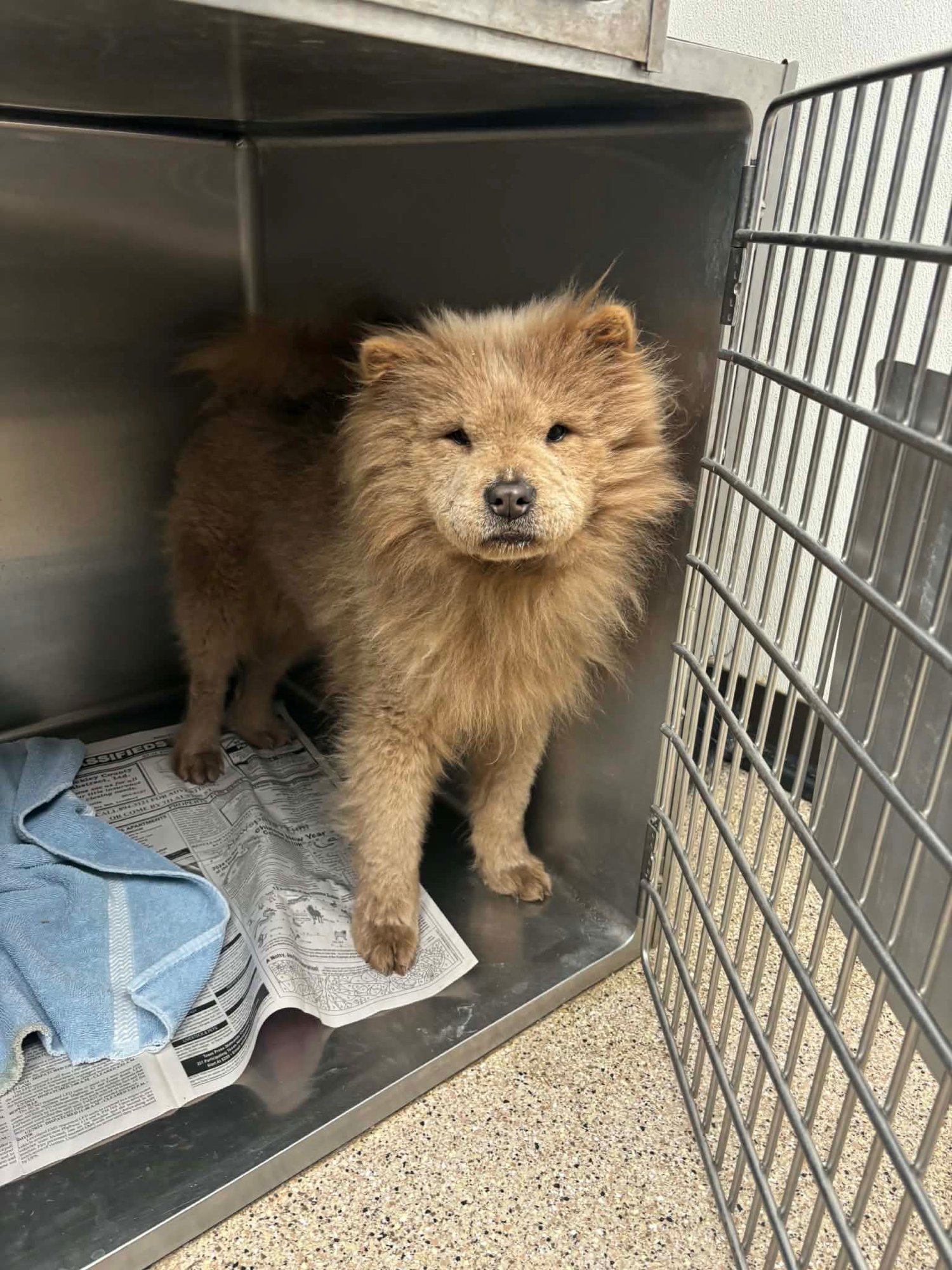 SIMBA - ADOPTION IN PROCESS - Chow Chow available for adoption