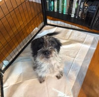 Ember - ADOPTION IN PROCESS - Photo 3