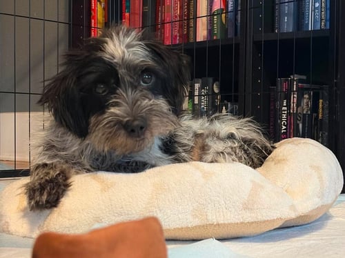 EMBER - Maltese available for adoption