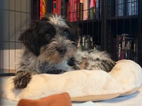 Ember - Photo 3