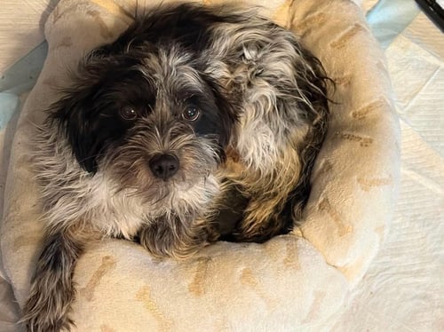EMBER - Maltese for adoption in Milwaukee