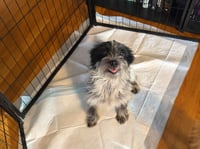 Ember - ADOPTION IN PROCESS - Photo 4