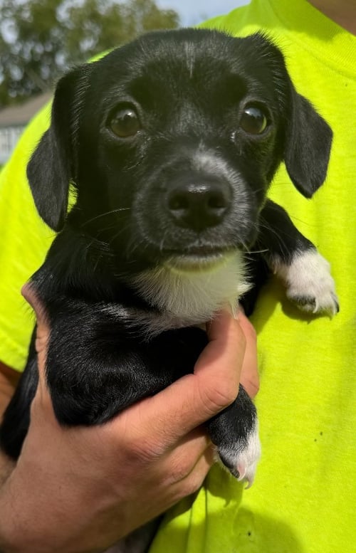 ELSA - Terrier available for adoption