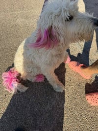 Lottie - ADOPTION IN PROCESS - Photo 2