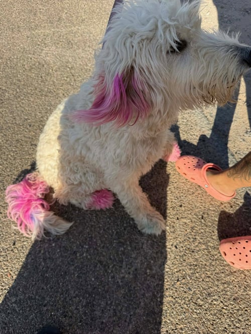 LOTTIE - ADOPTION IN PROCESS - Poodle (Standard) available for adoption