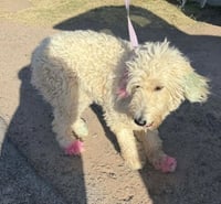Lottie - ADOPTION IN PROCESS - Photo 3