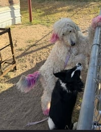 Lottie - ADOPTION IN PROCESS - Photo 4