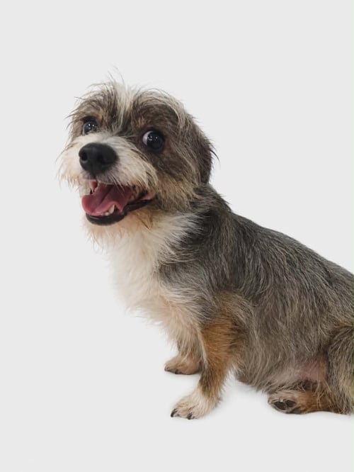 JIMMY - Terrier for adoption in Milwaukee