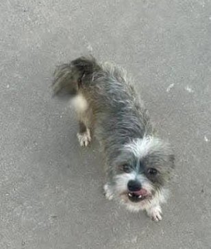 JIMMY - Terrier available for adoption