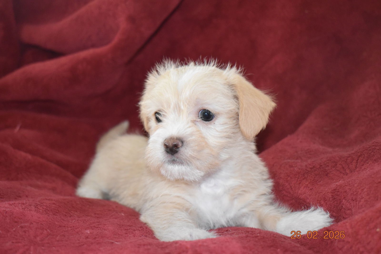 CINNAMON - ADOPTION IN PROCESS - Terrier / Yorkshire Terrier Yorkie available for adoption