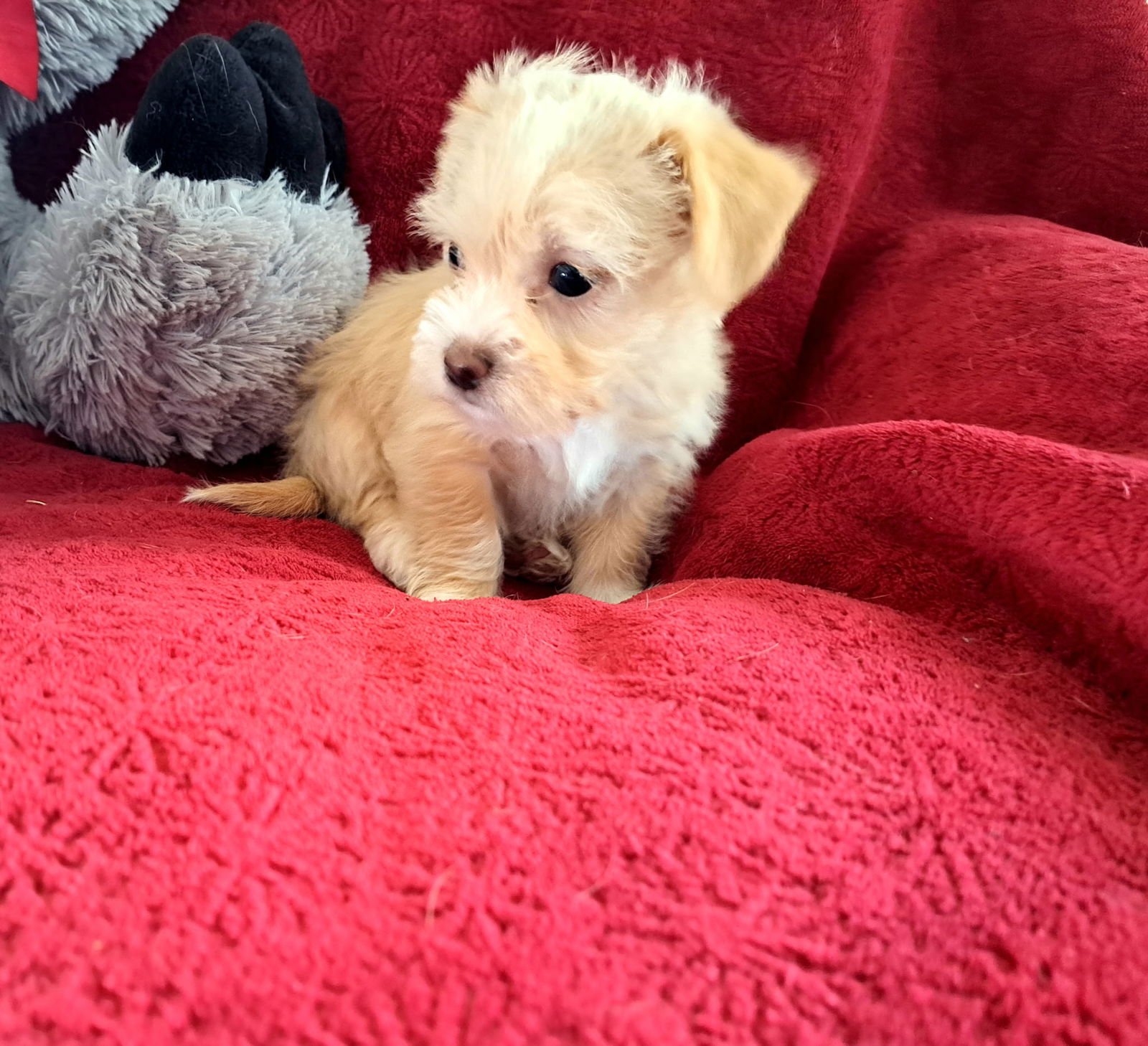 CINNAMON - ADOPTION IN PROCESS - Terrier / Yorkshire Terrier Yorkie available for adoption