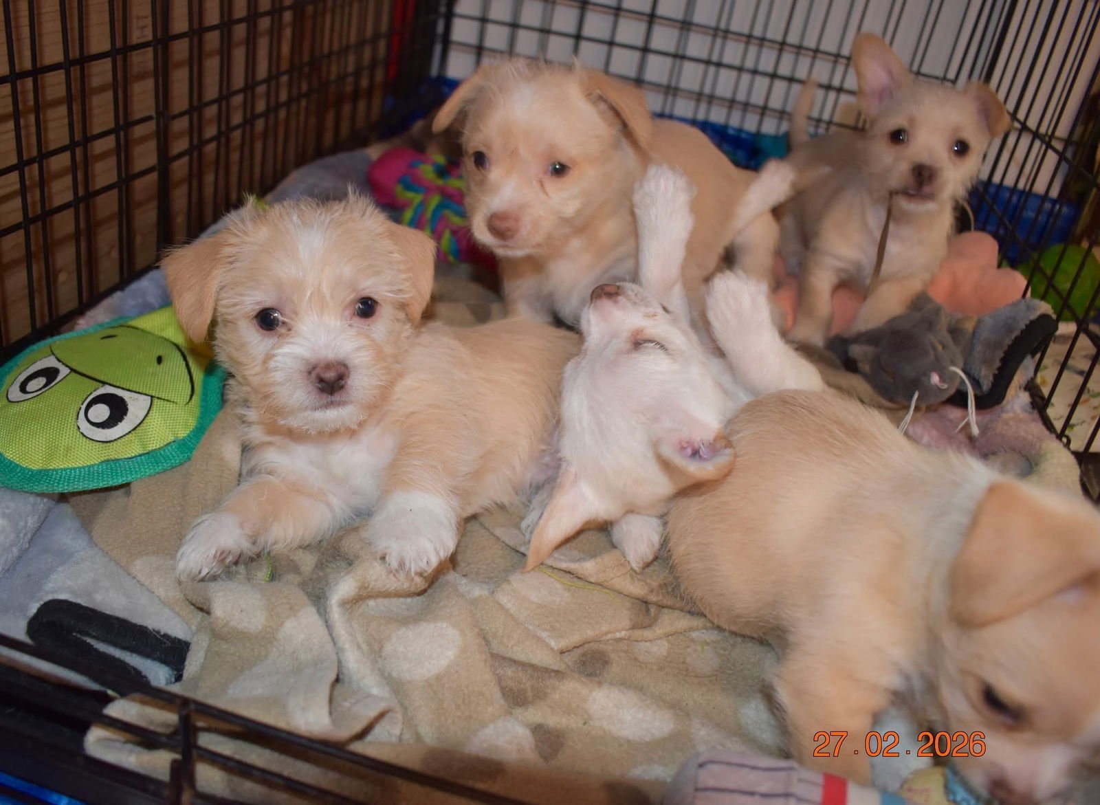 Cinnamon - ADOPTION IN PROCESS - Photo 3