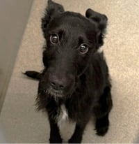 SPONSOR ME - ADOPTION IN PROCESS - Piglet - Photo 1