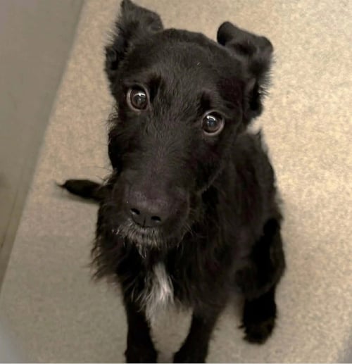 SPONSOR ME - ADOPTION IN PROCESS - PIGLET - Schnauzer available for adoption