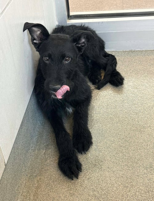 SPONSOR ME - ADOPTION IN PROCESS - PIGLET - Schnauzer available for adoption
