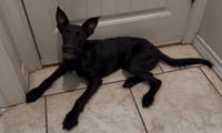 SPONSOR ME - ADOPTION IN PROCESS - Piglet - Photo 4