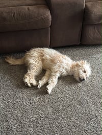 Chloe - ADOPTION IN PROCESS - Photo 2